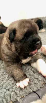 Les chiots de Akita americain