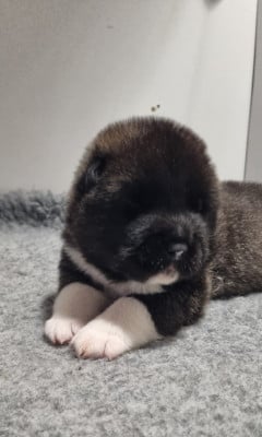 Les chiots de Akita americain