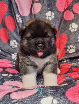 Les chiots de Akita americain