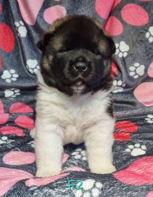 Les chiots de Akita americain