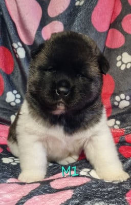 Les chiots de Akita americain