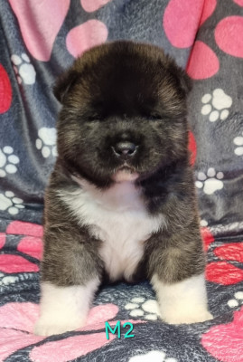 Les chiots de Akita americain