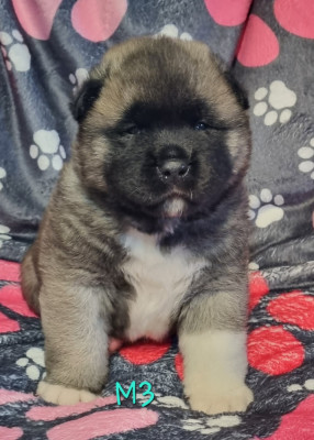Les chiots de Akita americain