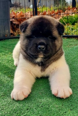 Les chiots de Akita americain