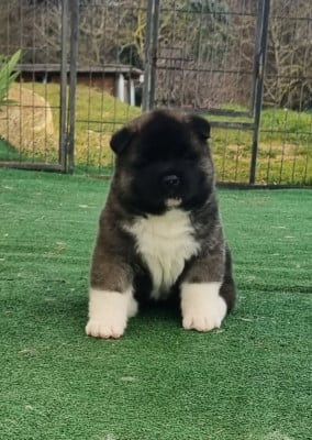 Les chiots de Akita americain