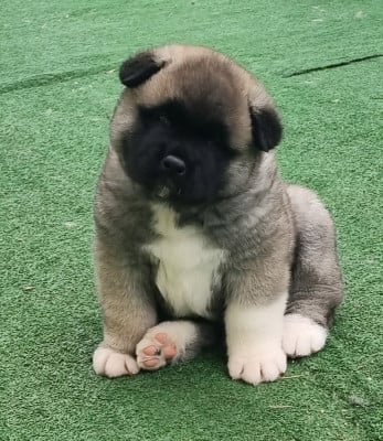 Les chiots de Akita americain