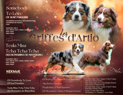 Les chiots de Berger Américain Miniature 