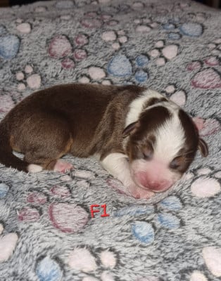 Les chiots de Berger Américain Miniature 