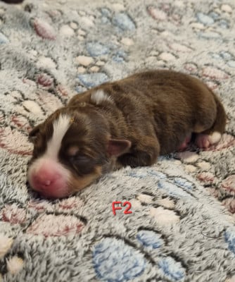 Les chiots de Berger Américain Miniature 