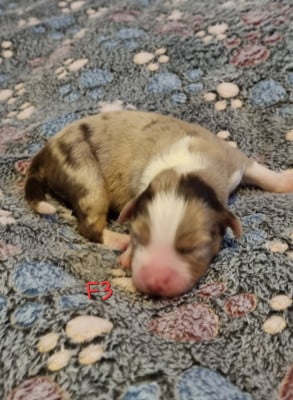 Les chiots de Berger Américain Miniature 