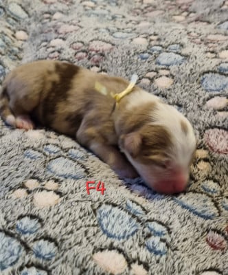 Les chiots de Berger Américain Miniature 