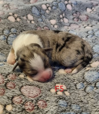 Les chiots de Berger Américain Miniature 