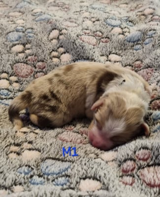 Les chiots de Berger Américain Miniature 