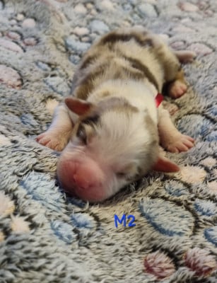 Les chiots de Berger Américain Miniature 