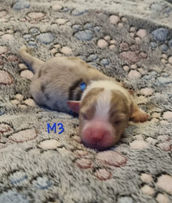 Les chiots de Berger Américain Miniature 