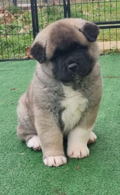 Les chiots de Akita americain