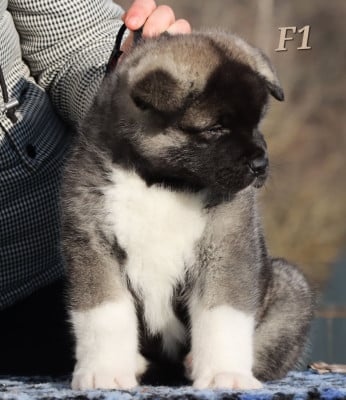 Les chiots de Akita americain