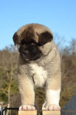 Les chiots de Akita americain