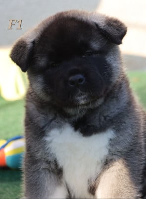 Les chiots de Akita americain