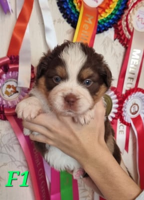 Les chiots de Berger Américain Miniature 