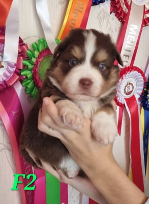 Les chiots de Berger Américain Miniature 