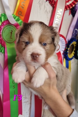 Les chiots de Berger Américain Miniature 