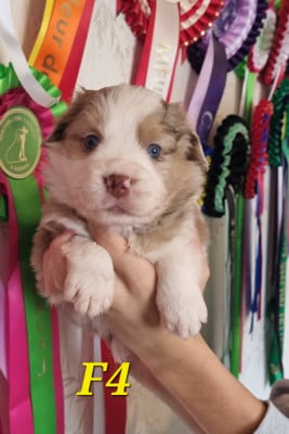 Les chiots de Berger Américain Miniature 