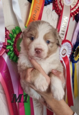 Les chiots de Berger Américain Miniature 
