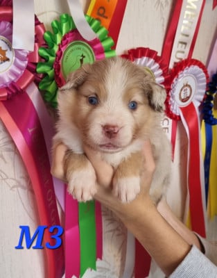 Les chiots de Berger Américain Miniature 