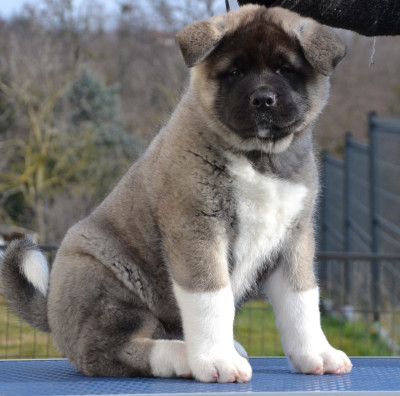 Les chiots de Akita americain