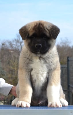 Les chiots de Akita americain