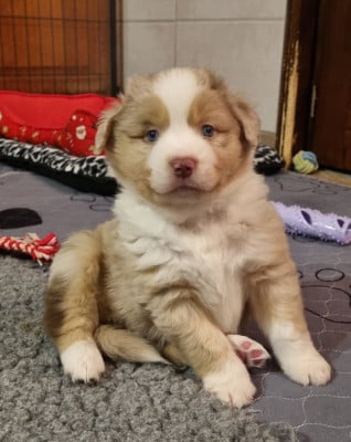 Les chiots de Berger Américain Miniature 