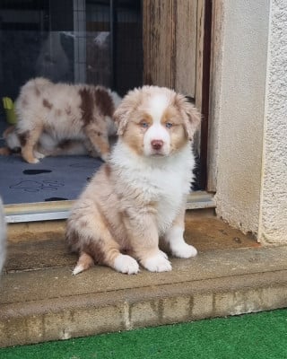 Les chiots de Berger Américain Miniature