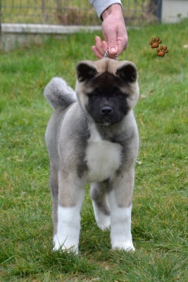 Les chiots de Akita americain