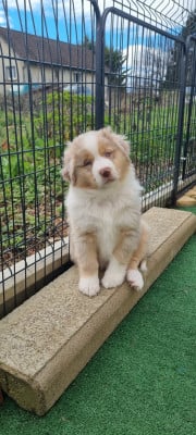 Les chiots de Berger Américain Miniature