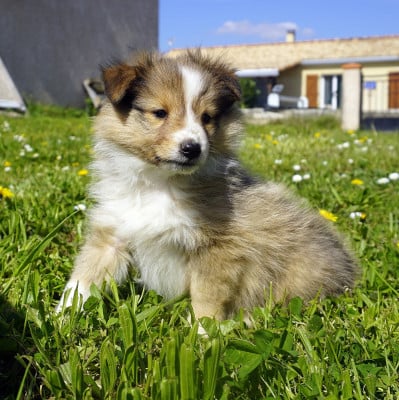 Les chiots de Shetland Sheepdog