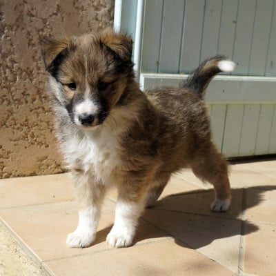Les chiots de Shetland Sheepdog