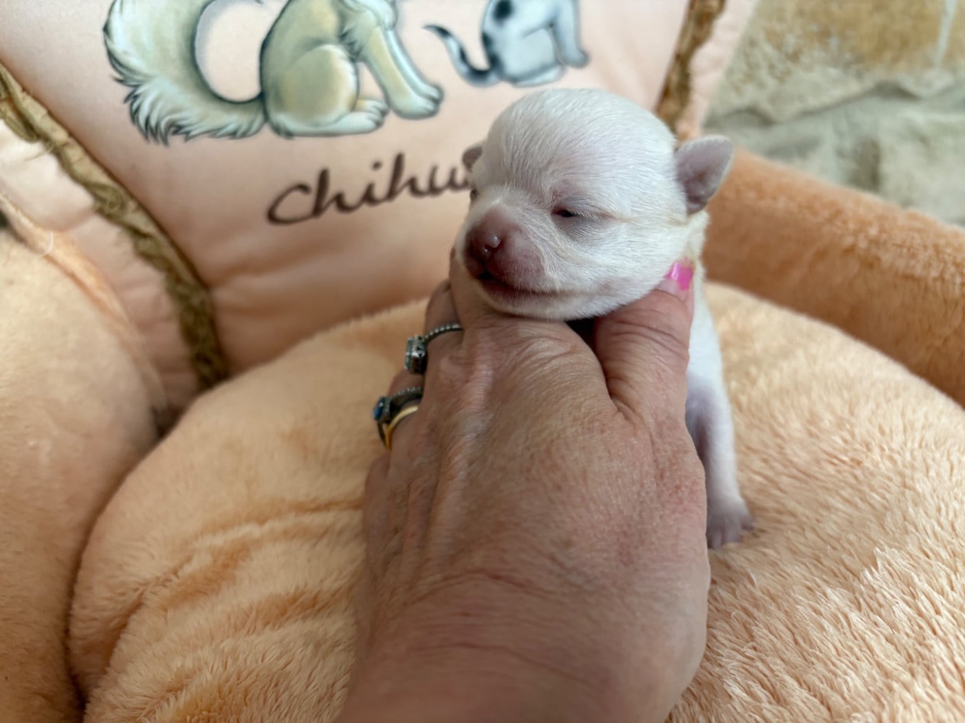 Chihuahua - Des Roses De Lolita
