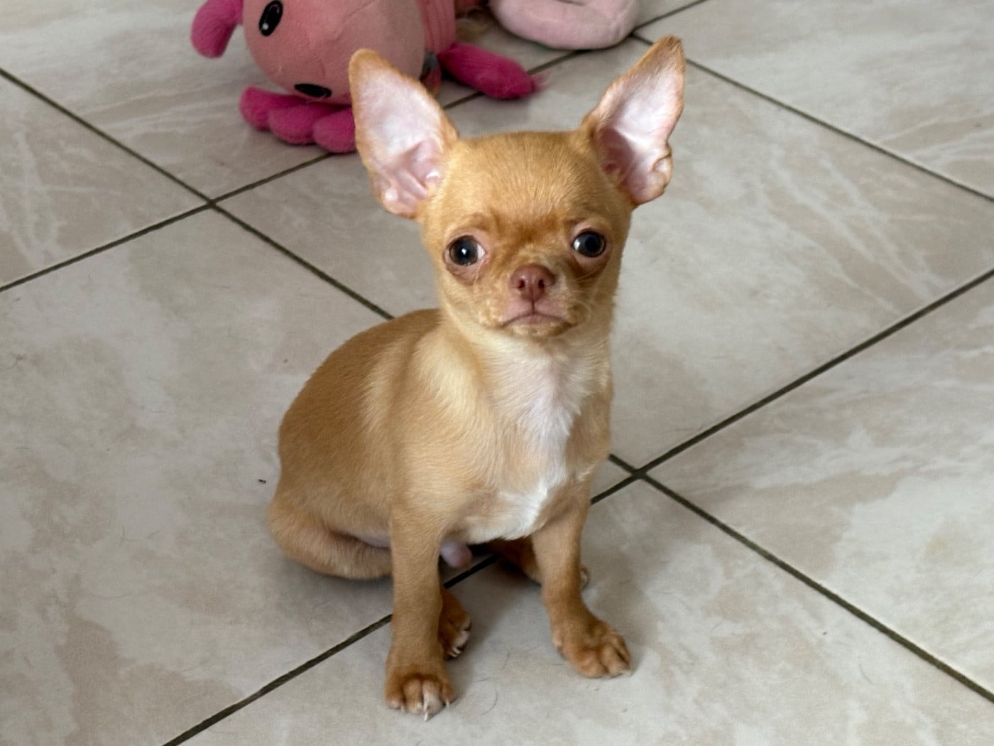 Chihuahua - Des Roses De Lolita