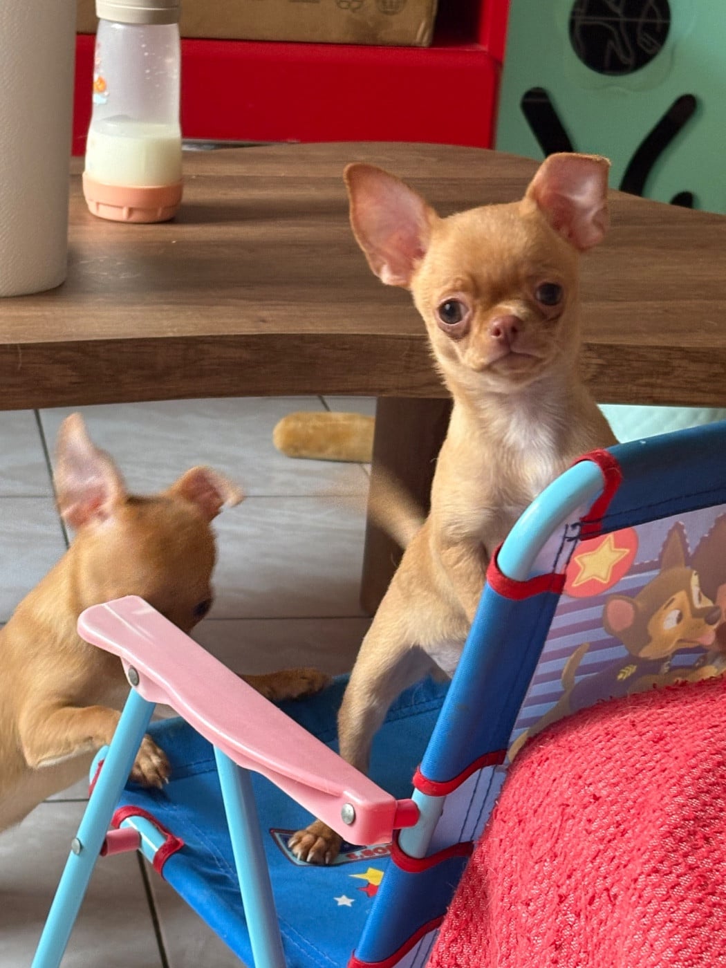 Chihuahua - Des Roses De Lolita