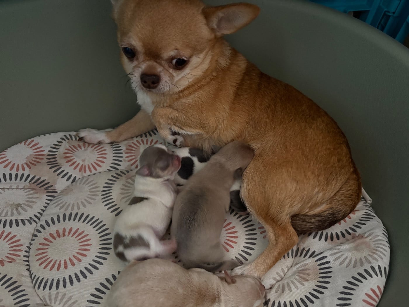 Chihuahua - Des Roses De Lolita