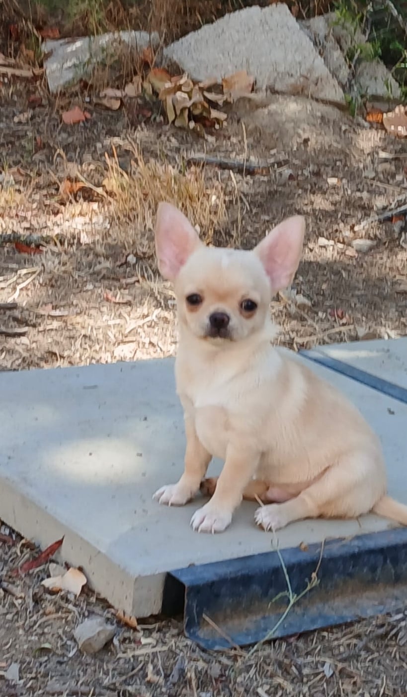 Chihuahua - Des Roses De Lolita