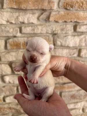 Les chiots de Chihuahua