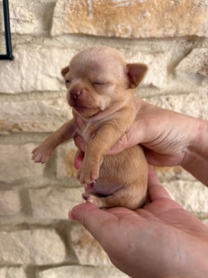 Les chiots de Chihuahua