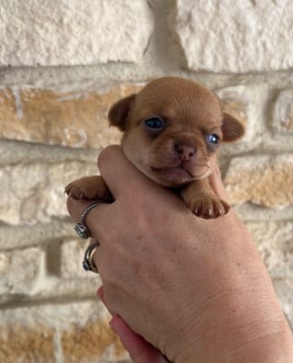 Les chiots de Chihuahua