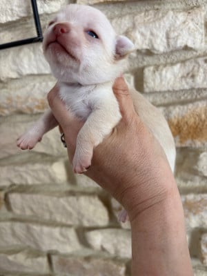 Les chiots de Chihuahua
