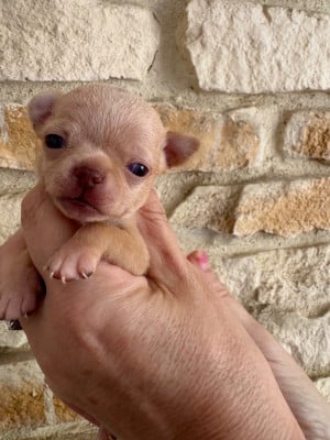 Les chiots de Chihuahua