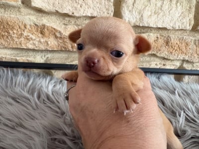 Les chiots de Chihuahua
