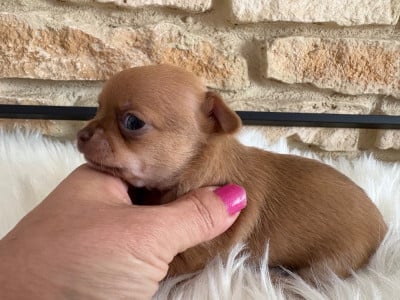 Les chiots de Chihuahua