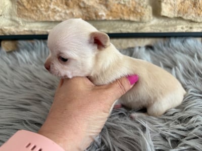 Les chiots de Chihuahua